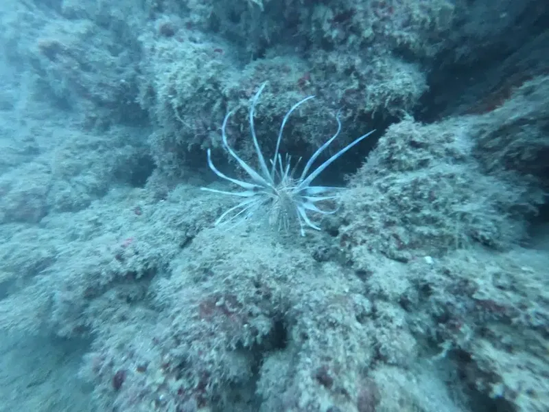 Like Diving Academy - Photo 3