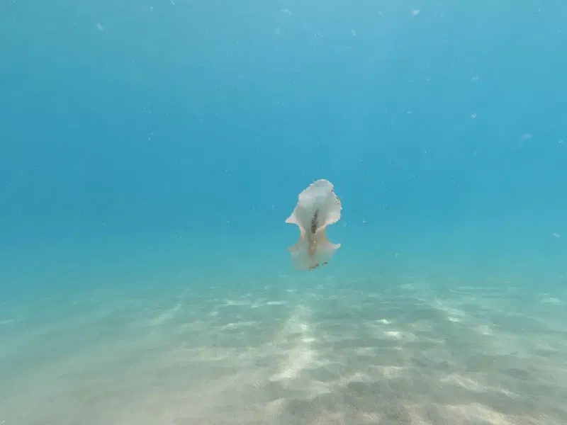 Like Diving Academy - Photo 6