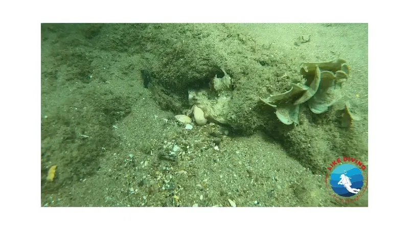 Like Diving Academy - Photo 7