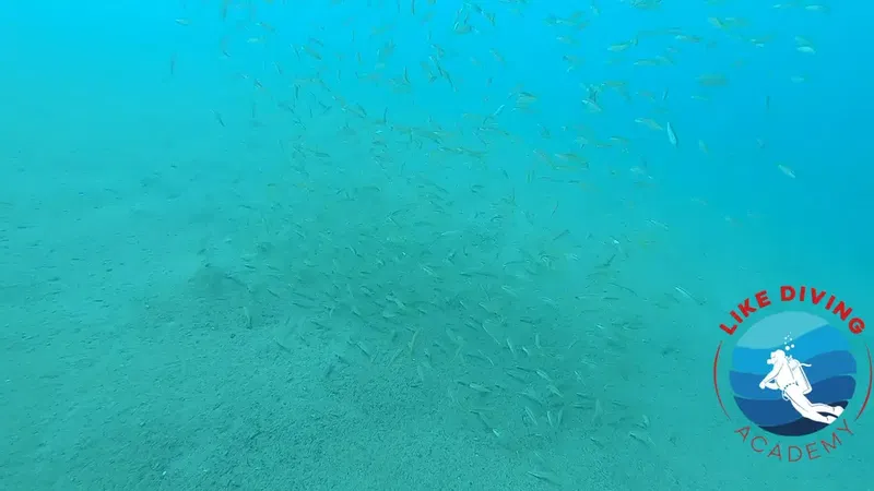 Like Diving Academy - Photo 9