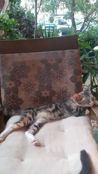 Likya Garden - Photo 7