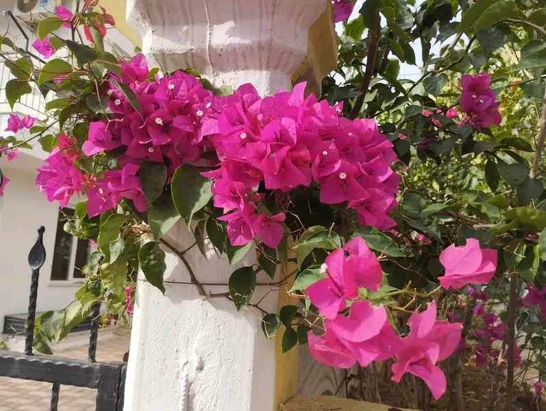 Li̇kya Park - Photo 8