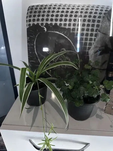 Lilyum Peyzaj - Photo 5