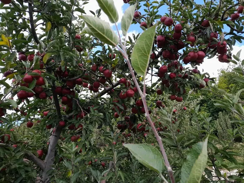 Live agro - Photo 1