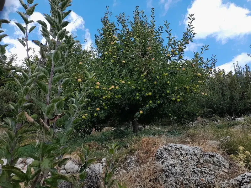 Live agro - Photo 2