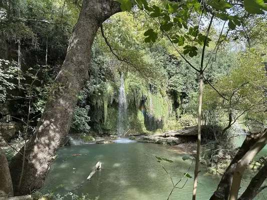 Magic Tree