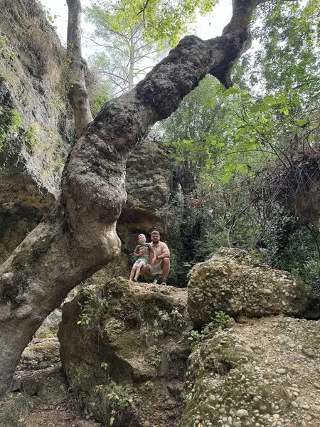Magic Tree - Photo 6