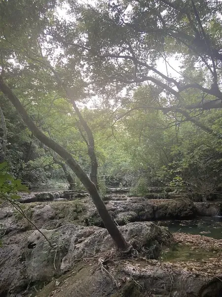 Magic Tree - Photo 7