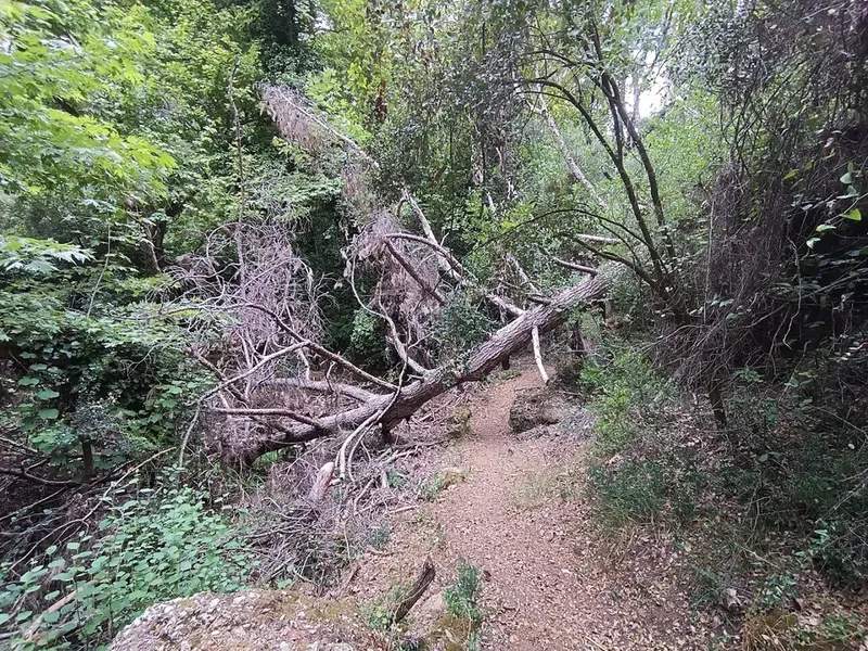 Magic Tree - Photo 9