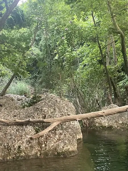 Magic Tree - Photo 10