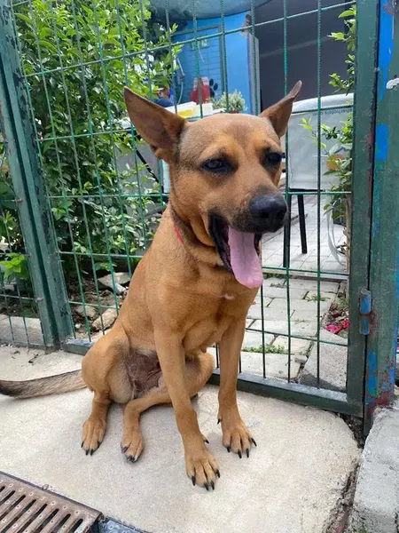 Manavgat Köpek Oteli - Photo 2