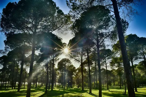 Mavikent Natural Forest