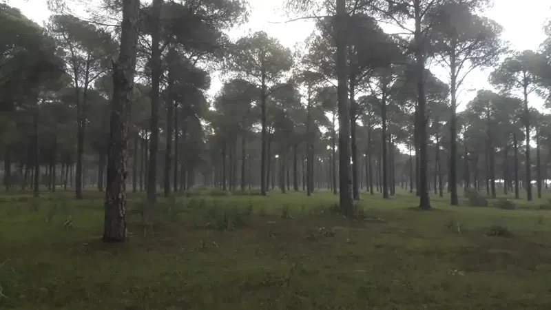 Mavikent Natural Forest - Photo 2