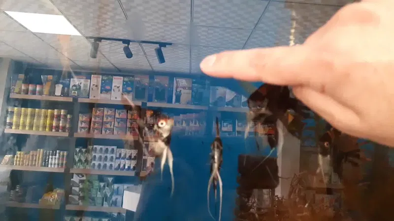 Mekân Malawi Petshop & Akvaryum - Photo 2