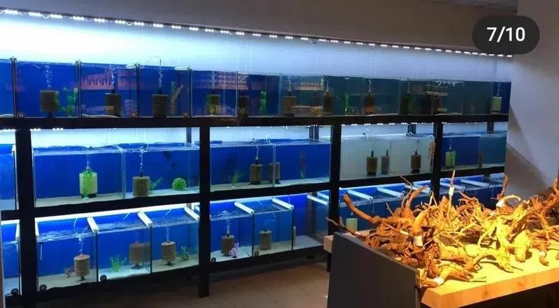 Mekân Malawi Petshop & Akvaryum - Photo 5