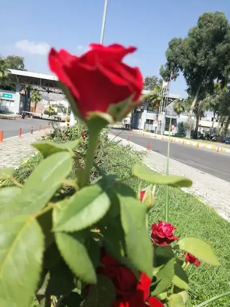 Meltem Uluslararası Taşımacılık - Photo 9