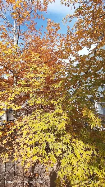 Meram tokı godene - Photo 5