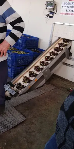 Nacakcı Zeytinyağı Fabrikası - Photo 5