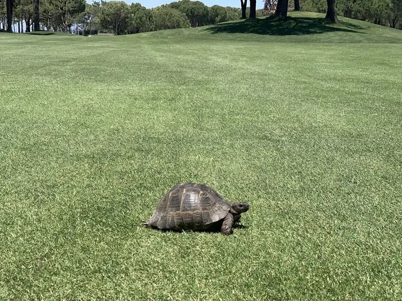 National Golf Club - Photo 3