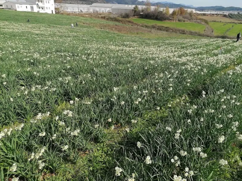 Nergis Kokulu Köy Serik - Photo 1