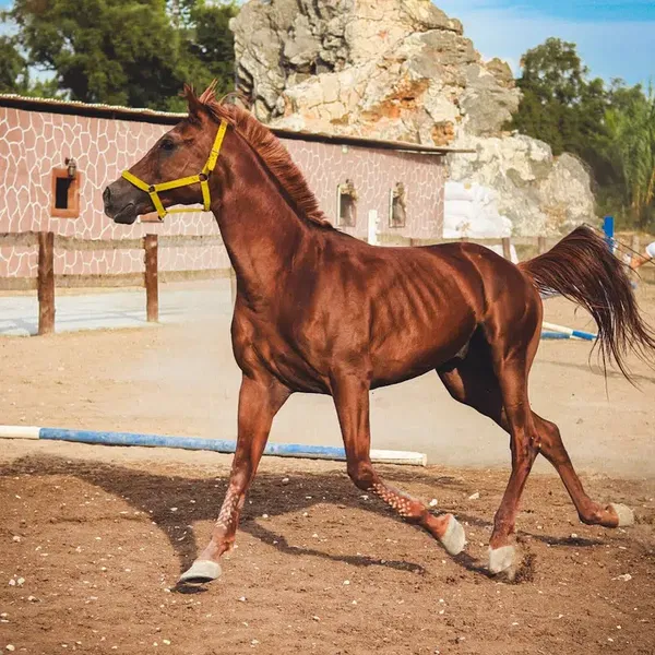 Oasi̇s Ranch & At Çi̇ftli̇ği̇ - Photo 3