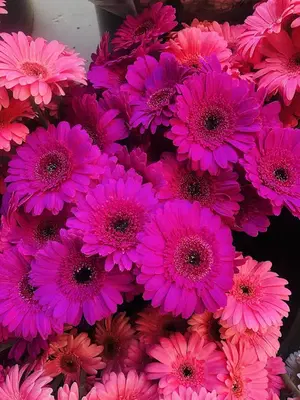 Odile Flowers