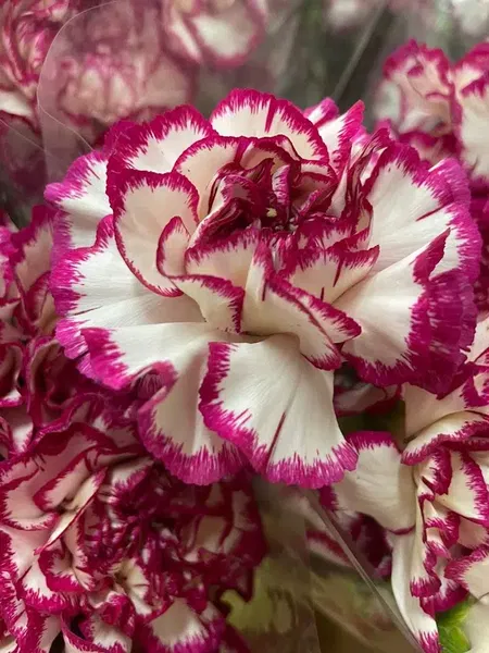 Odile Flowers - Photo 5