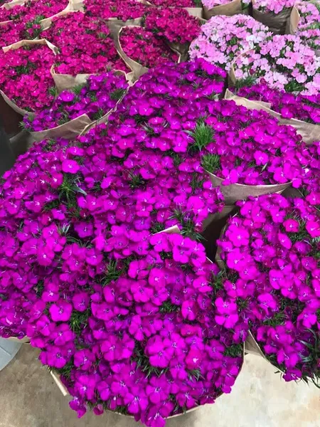 Odile Flowers - Photo 7
