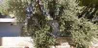 Ohom Antalya Ali Devec