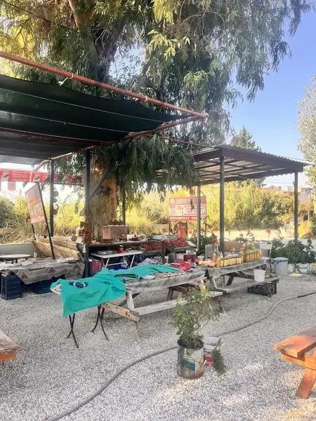 Okaliptus doğal bahçe - Photo 4
