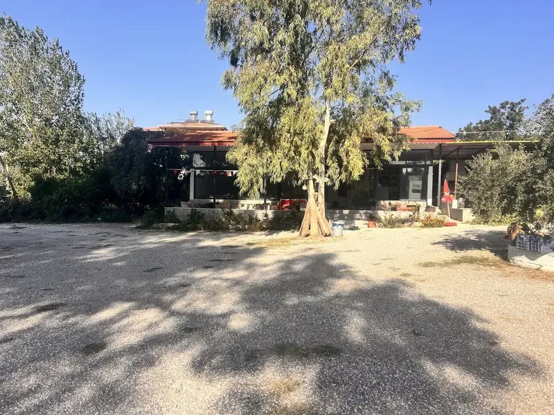 Okaliptus doğal bahçe - Photo 5