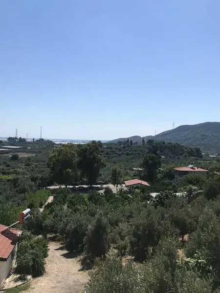 Okaliptus doğal bahçe - Photo 7