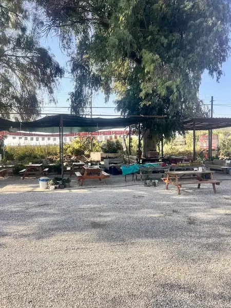 Okaliptus doğal bahçe - Photo 8
