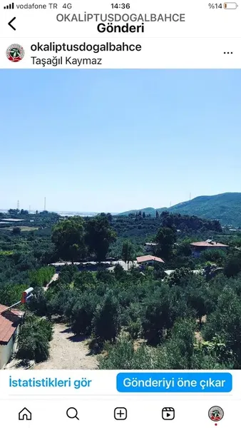 Okaliptus doğal bahçe - Photo 10