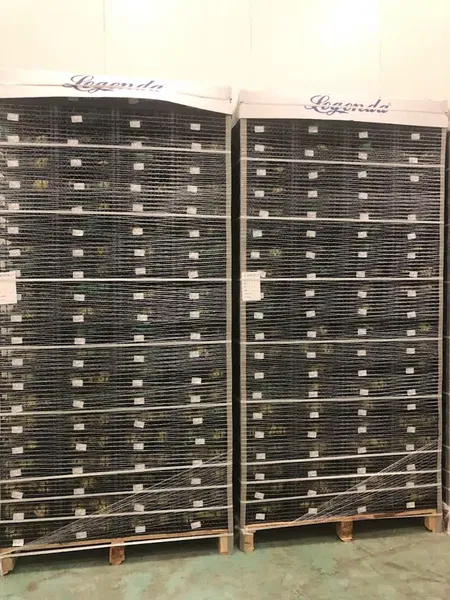 Plain is citrusy Facilities - Photo 2