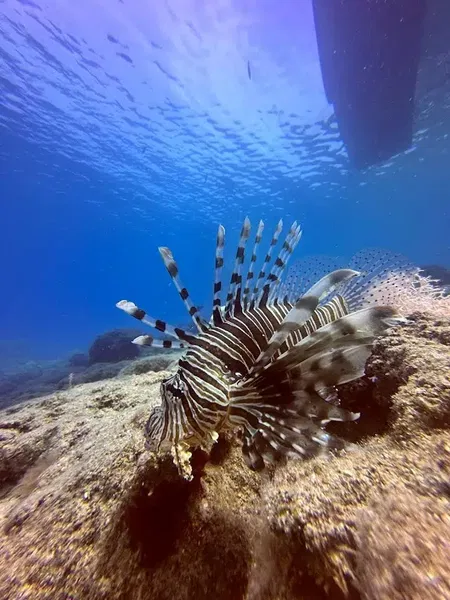 PADİ TEKİROVA DİVİNG Rixos - Photo 3
