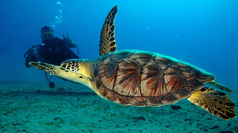 PADİ TEKİROVA DİVİNG Rixos - Photo 6