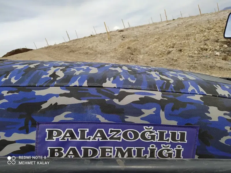 PALAZOĞLU bademligi - Photo 4