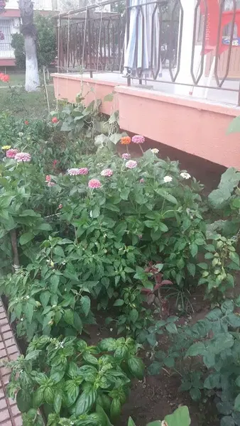 Palmiye Tatil Sitesi - Photo 6