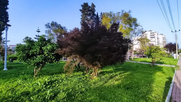 Park