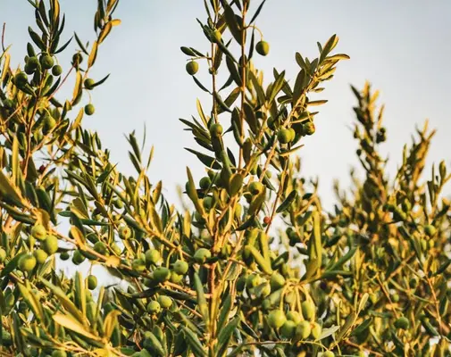 Patara Olive Oil & Olive Cultivation