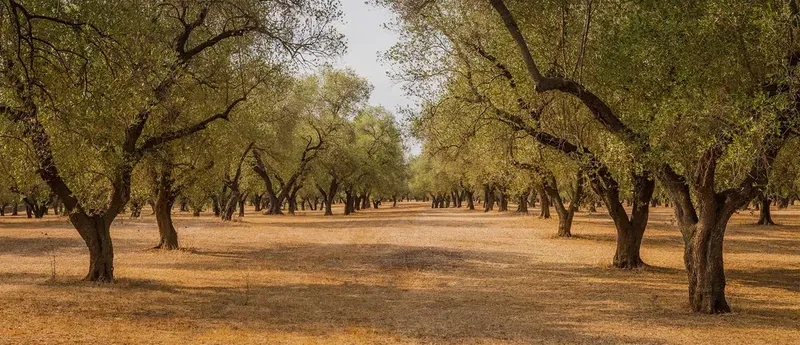 Patara Olive Oil & Olive Cultivation - Photo 5