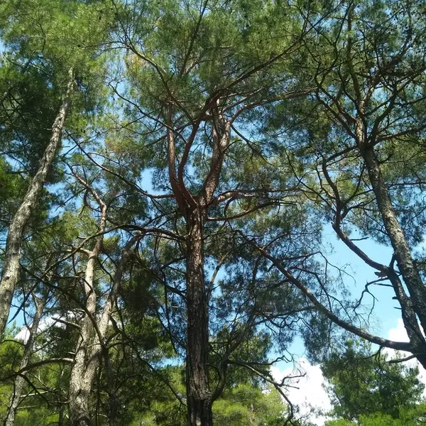Paşaköy jump - Photo 1