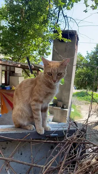 Pehlivan Gözleme - Photo 5