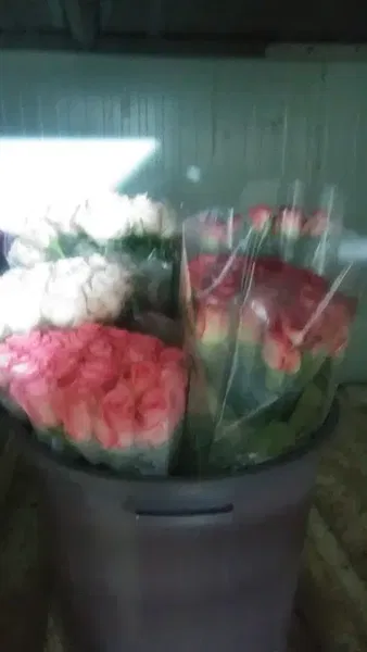 Persephone tarım - Photo 7