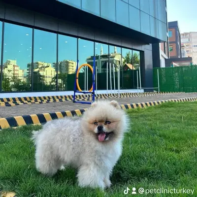 Pet Clinic Turkey