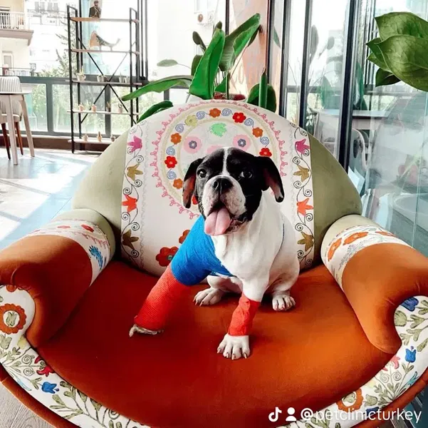 Pet Clinic Turkey - Photo 4