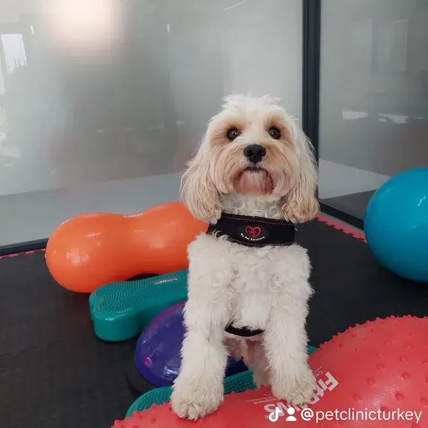 Pet Clinic Turkey - Photo 10