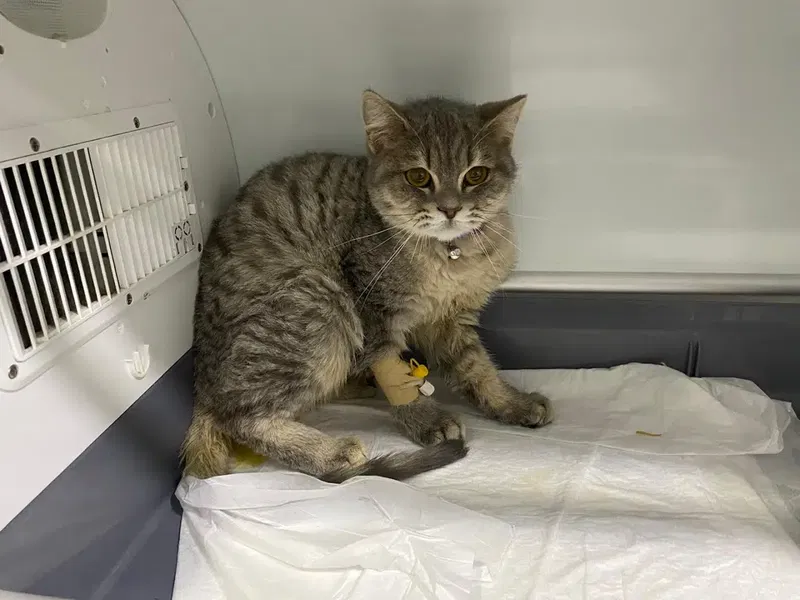 Pet Vi̇ta Veteri̇ner Kli̇ni̇ği̇ - Photo 1