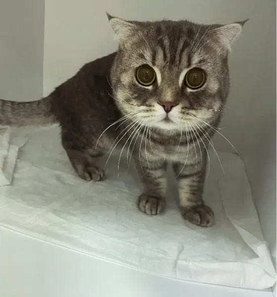 Pet Vi̇ta Veteri̇ner Kli̇ni̇ği̇ - Photo 4